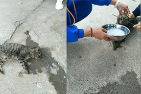 狸花猫误食老鼠药，主人灌肥皂水救命！网友：从鬼门关拉回来了视频封面