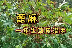 蓖麻有毒，但价值很高，叶子可煮水洗澡，种子能榨油，太厉害了！视频封面