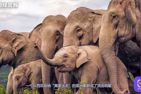 云南北迁象群成明星，看过中国的野生动物，外媒终于点赞了！视频封面