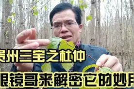 贵州有三宝，天麻杜仲灵芝草！今天为大家揭秘杜仲的奥妙