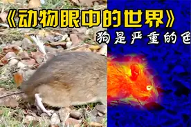 动物眼中的世界！狗是严重的色盲，马看不到正前方的物体！视频封面