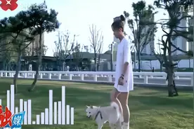 创新犬类治理新模式，西安市推出犬只智能狗牌视频封面