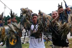湄公河大虾泛滥成灾，一只重达一斤，为何中国吃货不敢吃了？视频封面