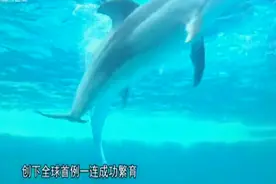 广东最帅气的海豚妈妈产子了，一连产下三个宝宝，打破世界纪录视频封面