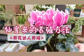 你会养仙客来吗？做到这几点，让你的兔耳朵花盆栽花开半年视频封面