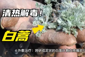 白蒿的作用和使用方法：清热解毒、祛风散寒、消炎止痛等功效视频封面