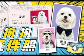 如何拍出超可爱狗狗证件照？！摄影师竟然崩溃倒地！