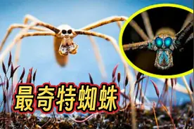 太神奇!最奇特的10种蜘蛛视频封面