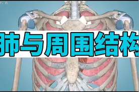 肺癌和肺结节发生在肺，肺长啥样？听外科医生详细介绍视频封面