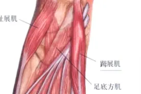 功能解剖：七十六、踇展肌视频封面