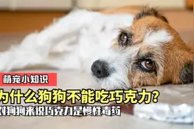 狗为什么不能吃巧克力，人类的美味食物，对于宠物竟然是穿肠毒药视频封面