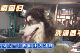 太高兴了，阿拉斯加接回救助站，不用被铁链子过余生，带它去洗澡视频封面
