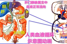 人类血液循环示意图动画与肝门静脉属支中的血液正常流向视频封面