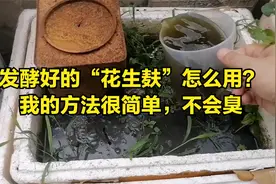 发酵好的“花生麸”怎么用？我的方法很简单，不会臭