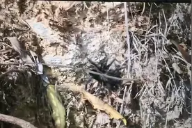 云南临沧南滚河国家级自然保护区首次发现捕鸟蛛视频封面