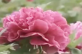 牡丹花是“花中之王”，栽培时注意这几点，新手都能养爆盆视频封面