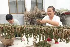 农村媳妇榨200多斤马齿菜，婆婆帮忙一起晒，满满一阳台喜欢人  视频封面