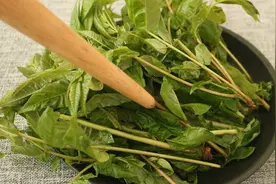 香椿炒鸡蛋，很多人第一步就错了，教你正确做法，鲜香入味又营养视频封面