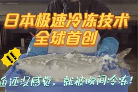 世界首创：日本瞬间冷冻技术！仅仅数十秒，活鱼成冻鱼视频封面