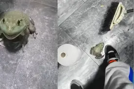 学好一门语言多重要！待宰牛蛙突然叫妈妈，声声叫唤让人下不了手视频封面
