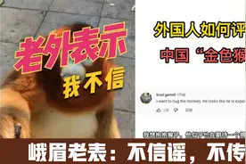 中国可爱的金丝猴火到国外，老外评论：第一次见这么可爱的猴子！视频封面
