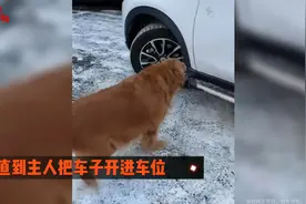 狗狗帮主人看车位一脸警惕视频封面
