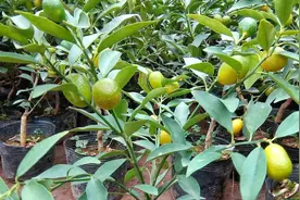 阳台盆栽橘子，想要第2年挂果，记住几点就好了视频封面