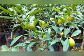 阳台盆栽橘子，想要第2年挂果，记住几点就好了视频封面