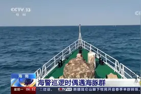 海南海警巡逻时偶遇海豚群，约有30余只，在海上欢快畅游视频封面