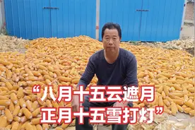 “八月十五云遮月，正月十五雪打灯”，啥意思呢？老农给你解释视频封面