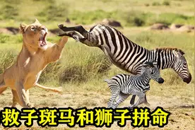 斑马母亲和狮子拼命解救小斑马，感人的动物母子情视频封面
