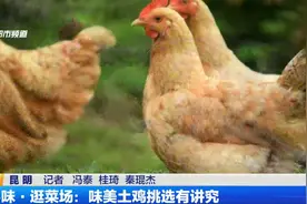 寻味·逛菜场：味美土鸡挑选有讲究视频封面