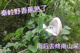 终南山八月炸大面积成熟，上山去采摘，没想到找到了这么多视频封面