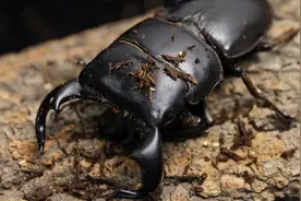 【牛头扁锹形虫】视频封面