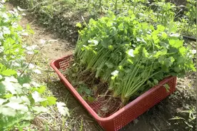 香菜的一生｜现代农业种植和收获芫荽视频封面