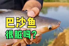 巴沙鱼很脏吗？养殖和加工过程告诉你答案视频封面
