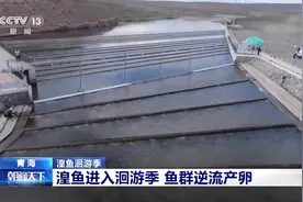 逆流而上的生命奇观！青海湖迎来湟鱼洄游季视频封面