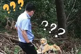 大爷报警林中惊现老虎，民警紧张对峙发现不对劲，结局让大爷尴尬视频封面