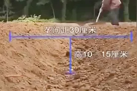 牡丹花最常用的播种方法—起垄覆膜法，不知道的快来get！