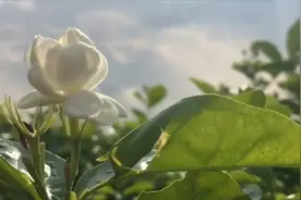 茉莉花长新芽，此节点怎么施肥？掌握好这个方法，新芽冒满盆视频封面