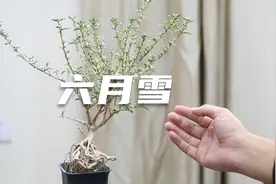 六月雪冬天怎么养？园艺师教你，它到底能不能养外面视频封面