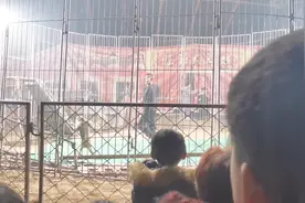 猴子不听话驯兽师一鞭子把猴子打恼了，看看驯兽师怎么驯服它