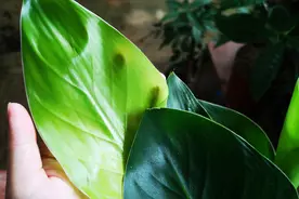 鹤望兰叶片卷曲焦边怎么办？从这一步养护入手，解决就简单了视频封面