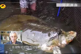 面临灭绝！中国仅存的一只雌性斑鳖去世，全球仅剩3只|新闻大求真视频封面