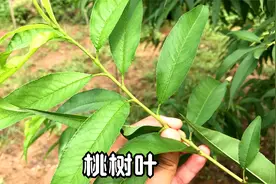 桃树叶，分享3个妙用，好多人还不知道，别再浪费掉视频封面