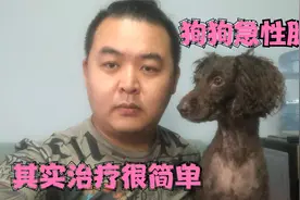 狗狗急性肠炎不用急，铲屎官进来看看吧，赶紧收藏起来视频封面