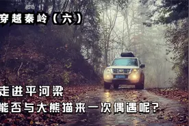 穿越秦岭（六）走进大熊猫保护区平河梁，能否与国宝来一次偶遇呢视频封面
