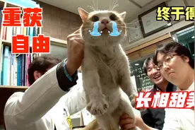 陌生男子喂养猫咪两年，期间人猫从未见面，原来竟是图它好看啊视频封面