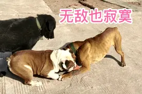 田园犬智商太高，见过这么聪明的狗吗？竟然学会了兵法视频封面