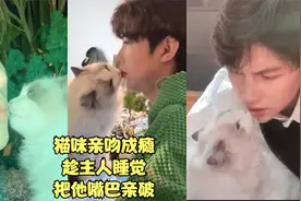 鲤鱼王：全网最爱亲吻主人的猫咪，嘴巴能被它亲破皮视频封面